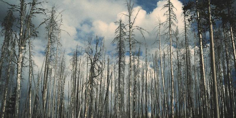 网络技术79：融合SEO优化、网站开发与数字营销的现代网络实践