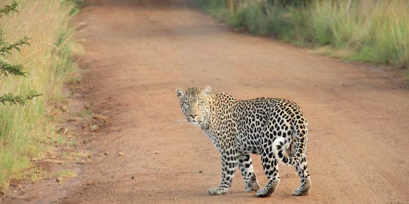 软件定义广域网：优化跨国电商企业分支互联与云访问体验的终极指南